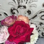 ありんの画像