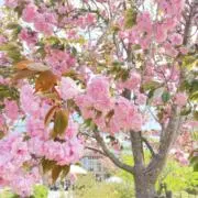 Ta.の画像