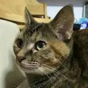 さっちーの画像