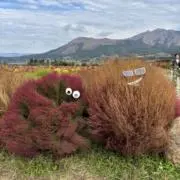 サキイカちゃんの画像