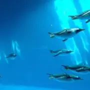 Ｙ