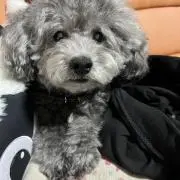 クー