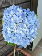 あおたの画像
