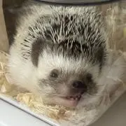 Ⓜ︎の画像