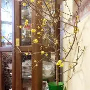 かほ