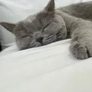 どんちゃん