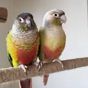 ボンちゃんの画像