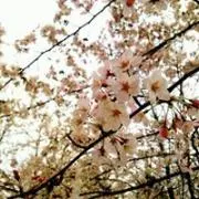 しおんの画像