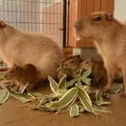 ミユの画像