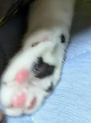 みーさんの画像