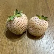 オフロスキー  ( ⁎ᵕᴗᵕ⁎ )❤︎の画像
