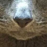 もふもふさん