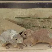 やまや