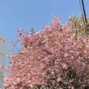 瑠璃の画像