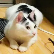 がまちゃん