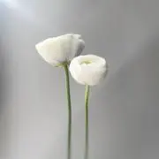 shiroの画像