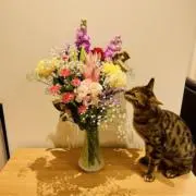 ちいた