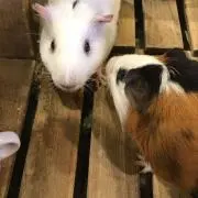 トマト