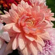 Pink☆Star