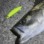 anchovy