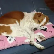 ぐっち