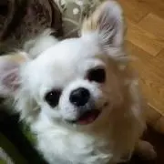 朧の画像