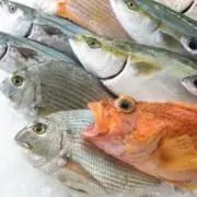 鮮魚凡夫