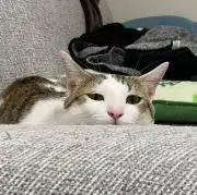 ぐぐみちゃんの画像