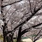 フォロー割引有り○ふなまる◯の画像