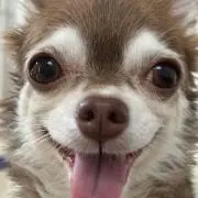 ワワチの画像