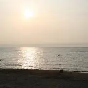 ハリネズミ
