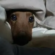 ちゃーちゃん