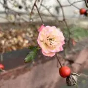 けんけん