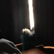 しあん