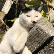 えくれあの画像