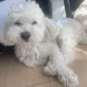 こはるの画像