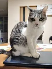 maachanの画像
