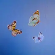 ミーヌの画像