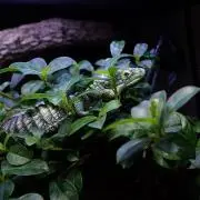 タイラおさむの画像