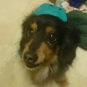コテツ