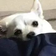 キック