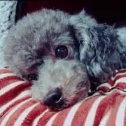 Yumi