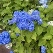 blueballoonの画像