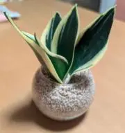 まっきの画像