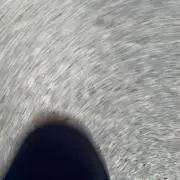 鳥