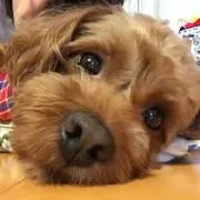 ちょこの画像