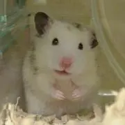 さとりまの画像