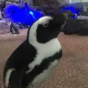 ねる
