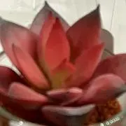 ぺぺの画像