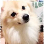 りんちゃん